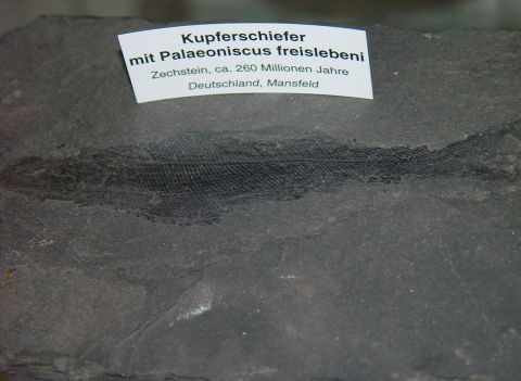 Kupferschiefer mit Fossilie