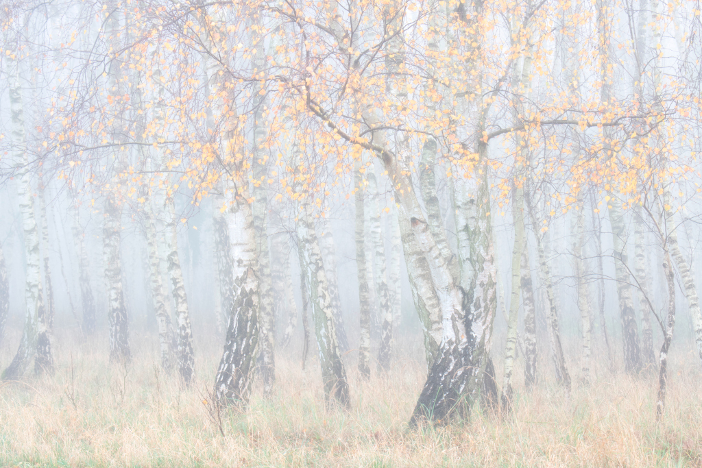 Birkenwald im Nebel (Naturpark Nossentiner/Schwinzer Heide) von Monika Lawrenz