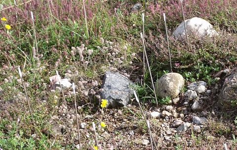 Die Stäbe markieren je eine Pflanze des Sonnenröschens (Helianthemum nummularium) auf dieser Fläche