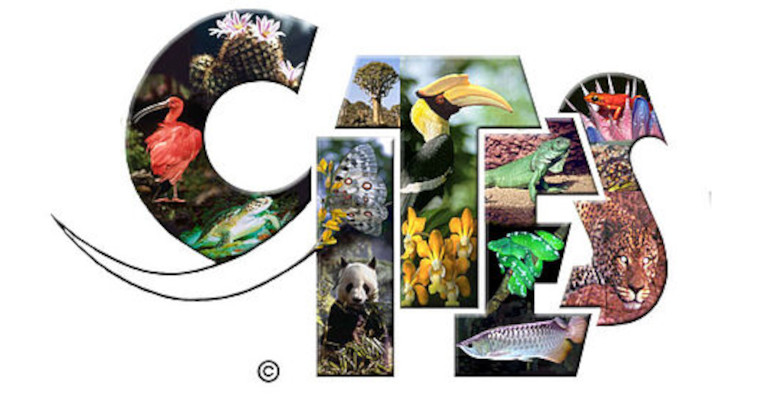 csm_cites_logo.jpg