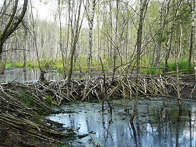 Biberdamm im Zaschendorfer Moor