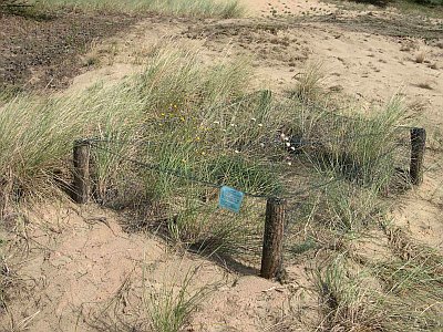Wiederansiedlung der Sand-Silberscharte Jurinea cyanoides