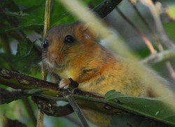 Eine Haselmaus in ihrem natürlichen Lebensraum in Mecklenburg-Vorpommern.