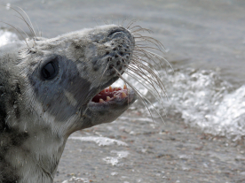Eine Kegelrobbe in natürlicher Umgebung in Mecklenburg-Vorpommern.