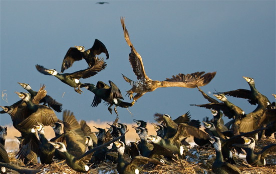 Kormoran und Seeadler, fotografiert von J. Reich.