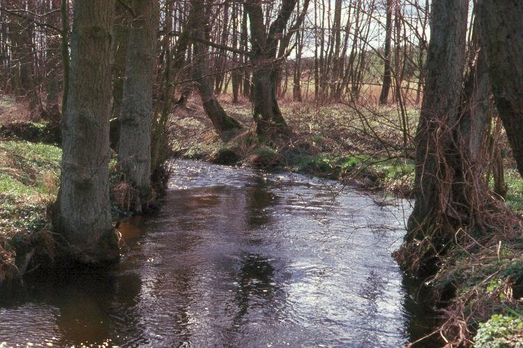 Die Schwinge, ein malerischer Zufluss der Peene, umgeben von natürlicher Vegetation.