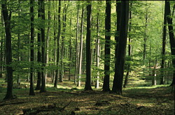 Landschaftsbild des Hütter Wohld, einem Waldgebiet südlich von Bad Doberan.