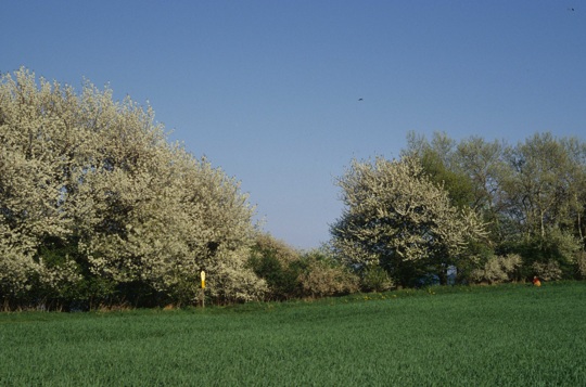 Traditionelle Feldhecke in der vorpommerschen Landschaft bei Niederhof.