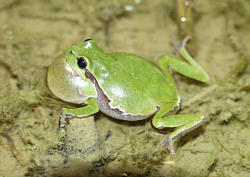 sakowski_laubfrosch.jpg