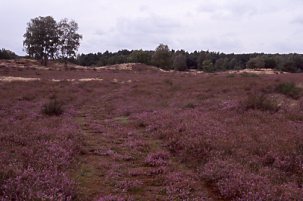 bretziner_heide.jpg