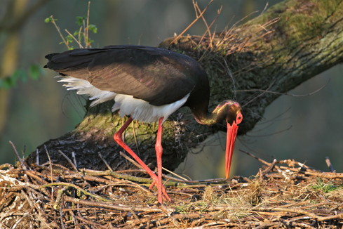Schwarzstorch, fotografiert von C. Rohde.