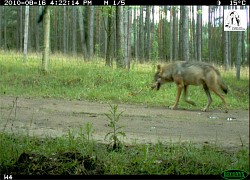 wolf_fotofalle.jpg