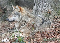 wolf_gehege.jpg