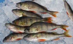 fische_sbiota.jpg