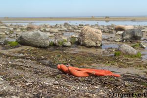 foto_d-2661_strandmuell_handschuh_jevert.jpg