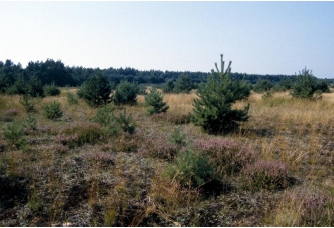 atl_heuschr_habitat.jpg