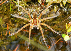 rote_liste_dolomedes.jpg