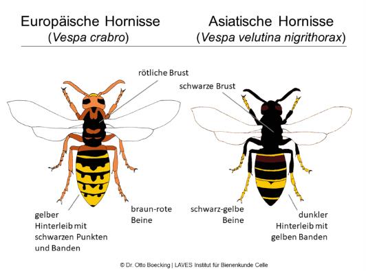 Schematische Darstellung der europäischen Hornisse (Vespa crabro) Schematische Darstellung der europäischen Hornisse (Vespa crabro)